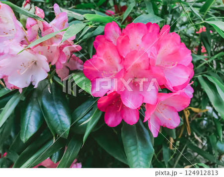 Pink and white flower with green leaves Pink and white flower with green leaves 124912813