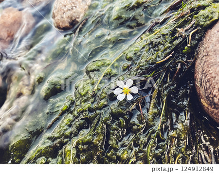 White flower is floating on top of a green, slimy river 124912849