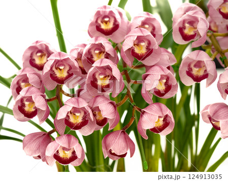 シンビジウムの花 124913035