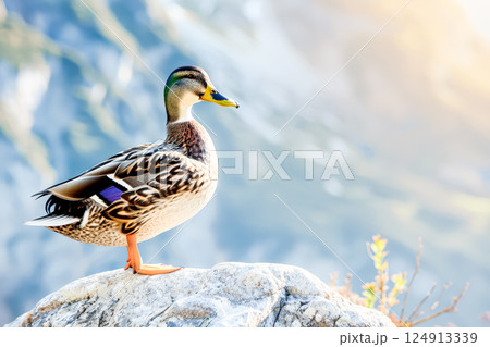 Duck is standing on a rock in front of a mountain Duck is standing on a rock in front of a mountain 124913339