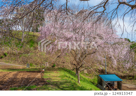 まつもと滝桜 お花見会場 中井町の桜 まつもと滝桜 お花見会場 中井町の桜 124913347