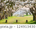 桜のある風景 124913430