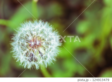 タンポポの綿毛2ー17 124913479