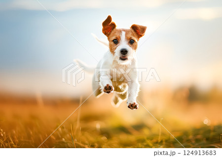 Dog is running in a field with the sun shining...のイラスト素材 [124913683 ...