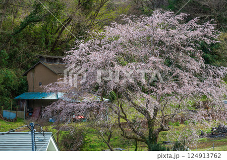 中井町の桜　優美な桜　まつもと滝桜 124913762