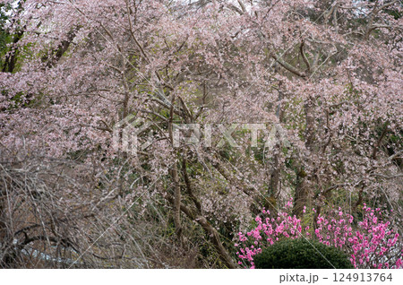 中井町の桜 優美な桜 まつもと滝桜 中井町の桜 優美な桜 まつもと滝桜 124913764