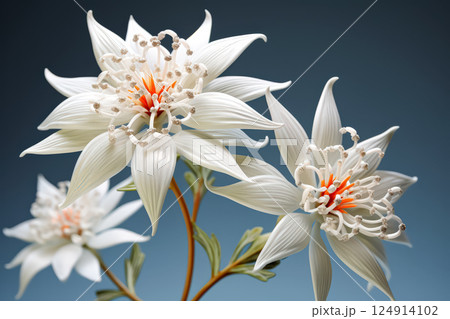 Close up of a white flower with yellow centers. 124914102