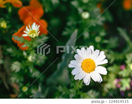 ヒナギクの花2ー1 124914515