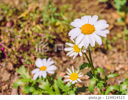 ヒナギクの花2ー10 ヒナギクの花2ー10 124914523
