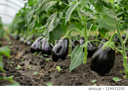 Bunch of purple eggplant hanging from a plant. 124915292