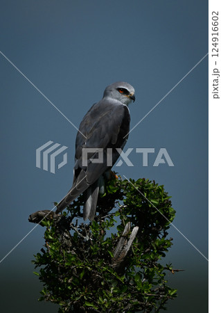Black-winged kite in profile on leafy bush 124916602
