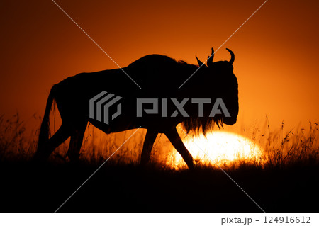 Blue wildebeest walking on horizon at dawn 124916612