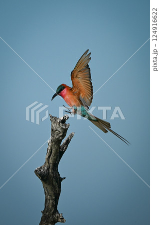 Carmine bee-eater lifts wings landing on stump Carmine bee-eater lifts wings landing on stump 124916622