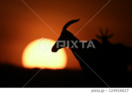 Close-up of topi silhouetted against rising sun Close-up of topi silhouetted against rising sun 124916627