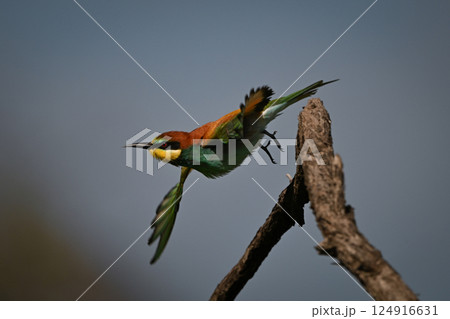 European bee-eater takes off from bent twig 124916631