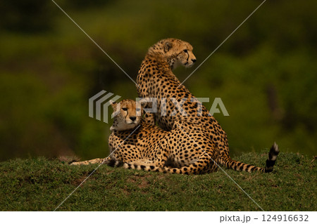 Female cheetah sits with cub on grass 124916632