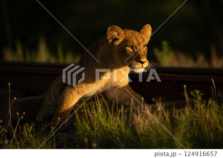 Lion cub with catchlight lies by railway 124916657