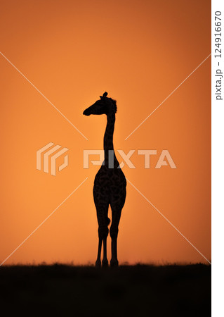 Masai giraffe stands turning head at sundown 124916670