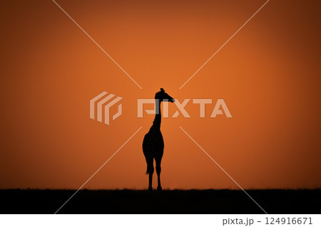 Masai giraffe stands turning head at sunset 124916671
