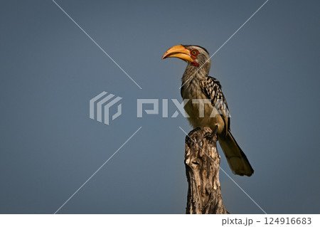Southern yellow-billed hornbill on stump with catchlight 124916683