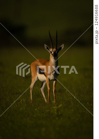 Thomson gazelle standing on grass facing camera Thomson gazelle standing on grass facing camera 124916688