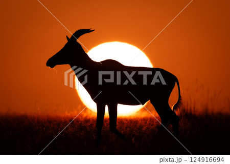 Topi on horizon walks past rising sun 124916694