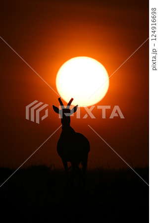 Topi standing on horizon silhouetted under sun 124916698