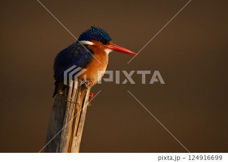 Topi standing silhouetted on horizon at sunrise Topi standing silhouetted on horizon at sunrise 124916699