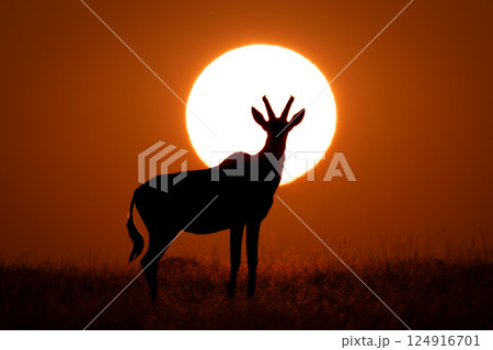 Topi stands against rising sun in silhouette Topi stands against rising sun in silhouette 124916701