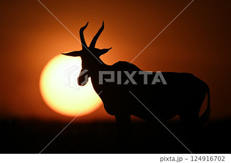 Topi stands by rising sun on horizon Topi stands by rising sun on horizon 124916702