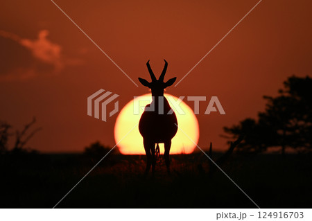 Topi stands facing camera silhouetted at sunset Topi stands facing camera silhouetted at sunset 124916703