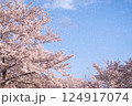 桜吹雪 124917074