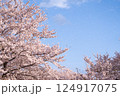 桜吹雪 124917075