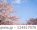 桜吹雪 124917076
