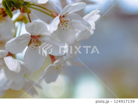 ソメイヨシノ桜3ー23 124917139