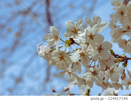 ソメイヨシノ桜3ー24 ソメイヨシノ桜3ー24 124917140