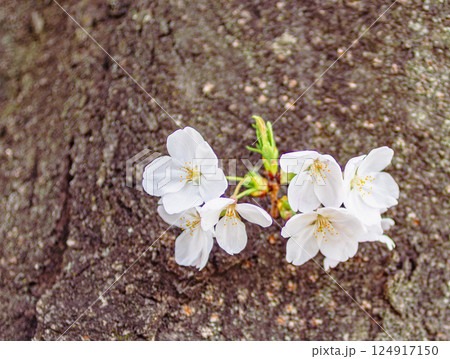 ソメイヨシノ桜3ー36 124917150