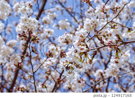ソメイヨシノ桜3ー53 ソメイヨシノ桜3ー53 124917168