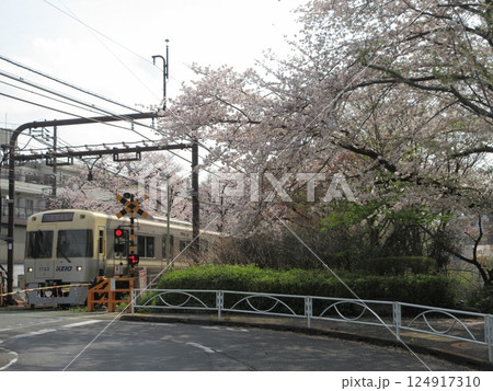 駒場東大前駅の桜と井の頭線 124917310