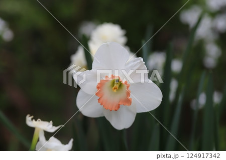 春の庭に咲く白い花びらに橙色の副花冠のカップ咲き水仙の花 124917342