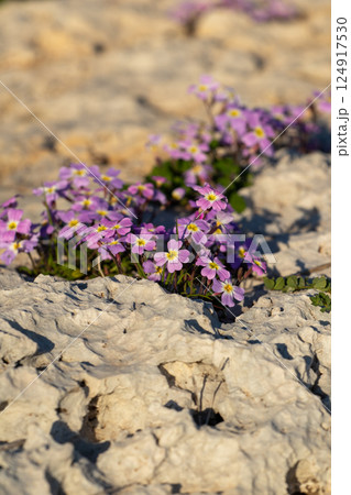 Malcolmia maritima, or Virginia stock. Greek flora. Malcolmia maritima, or Virginia stock. Greek flora. 124917530