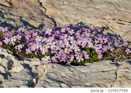 Malcolmia maritima, or Virginia stock. Greek flora. 124917599