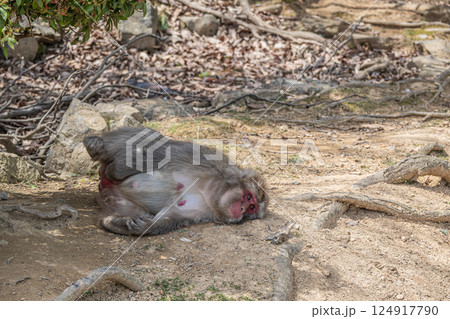寝転ぶニホンザル 嵐山モンキーパークいわたやま 寝転ぶニホンザル 嵐山モンキーパークいわたやま 124917790