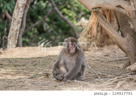 ニホンザル 嵐山モンキーパークいわたやま ニホンザル 嵐山モンキーパークいわたやま 124917791