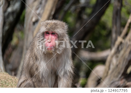 ニホンザル　嵐山モンキーパークいわたやま 124917795