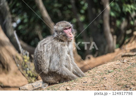 ニホンザル 嵐山モンキーパークいわたやま ニホンザル 嵐山モンキーパークいわたやま 124917798