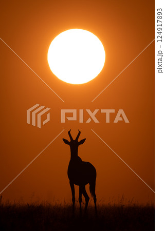 Topi stands under rising sun facing camera 124917893