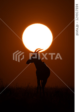 Topi stands under rising sun in silhouette Topi stands under rising sun in silhouette 124917894