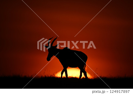 Topi walks along horizon silhouetted at sunrise 124917897