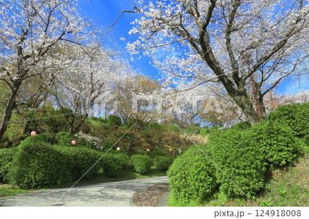 【熊本県】桜が満開の菊池公園 【熊本県】桜が満開の菊池公園 124918008